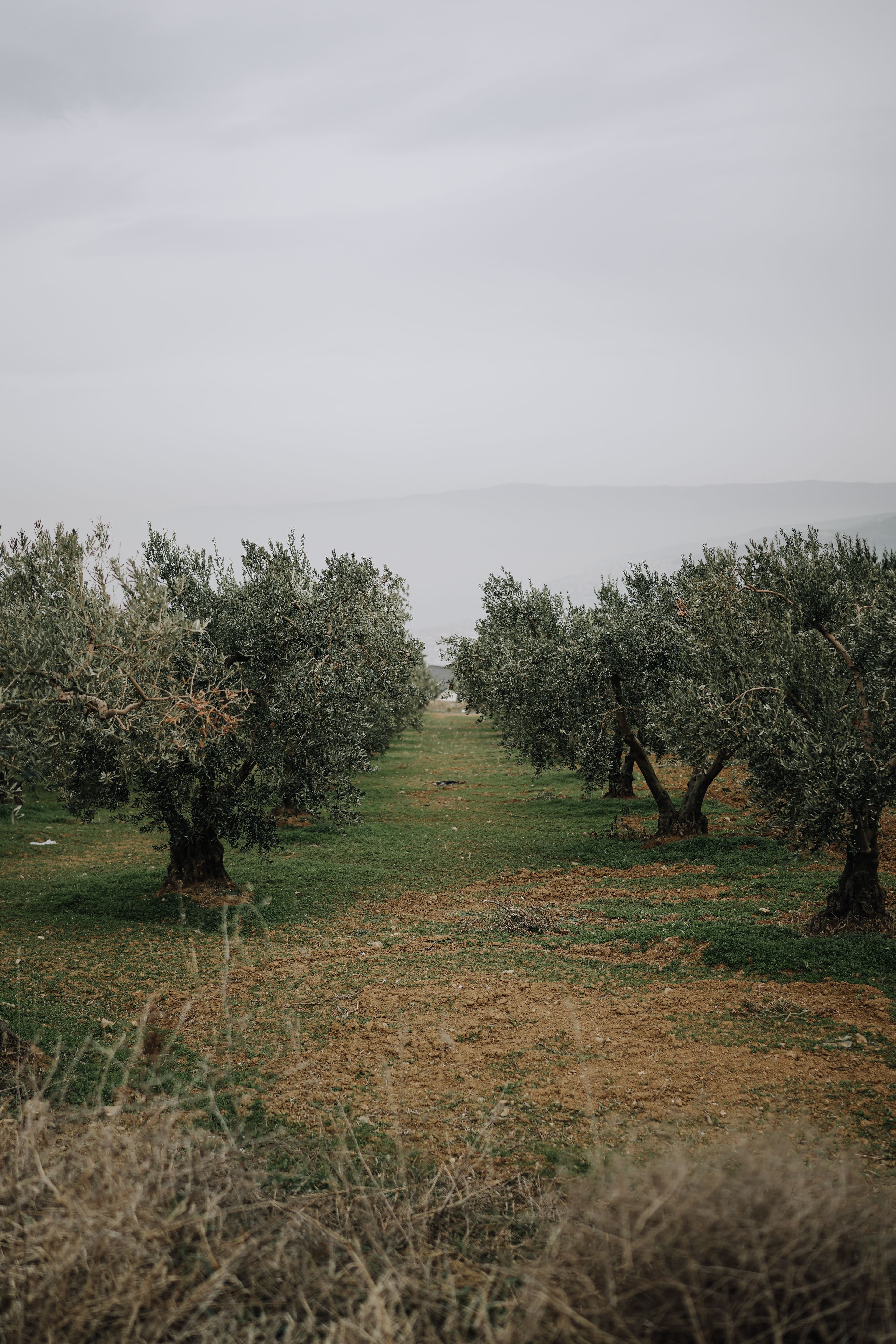 Olive groves in Dalmatia
